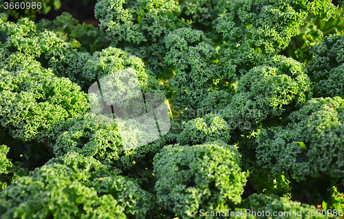 Image of Kale plant