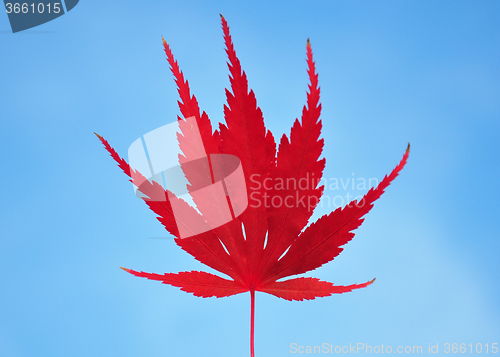Image of Red maple leaf