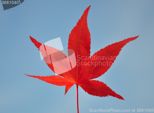 Image of Red maple leaf