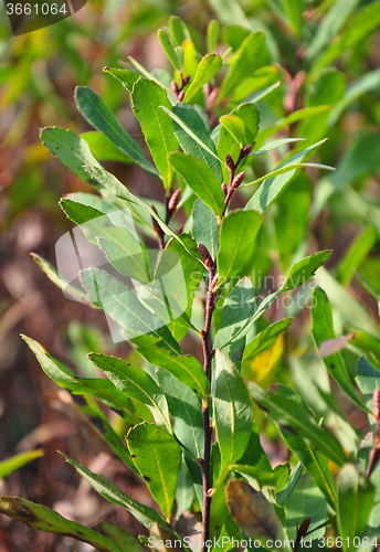 Image of Bog-myrtle (Myrica gale)