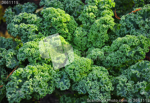 Image of Kale plant