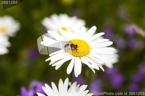 Image of white daisy flowers.