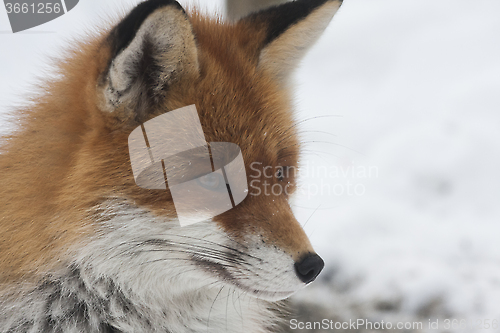 Image of fox profile