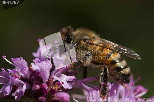 Image of honey bee