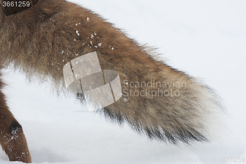 Image of fox tail