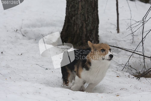 Image of running in snow