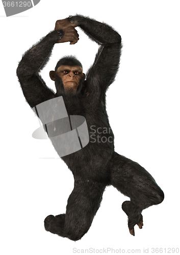 Image of Chimpanzee Monkey on White