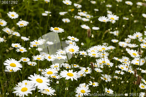 Image of white daisy . spring