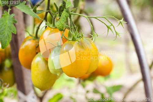 Image of yellow tomatoes   on the bush