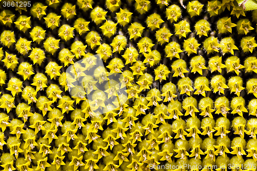 Image of  yellow flower sunflower