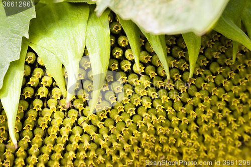 Image of  yellow flower sunflower