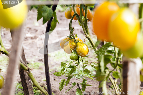 Image of yellow tomatoes . bush