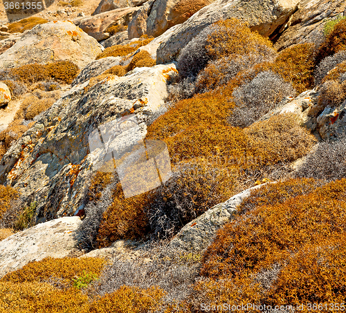 Image of bush   in delos greece the historycal acropolis and old ruin sit