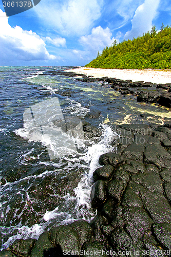 Image of the zanzibar beach  seaweed in indian ocean rock