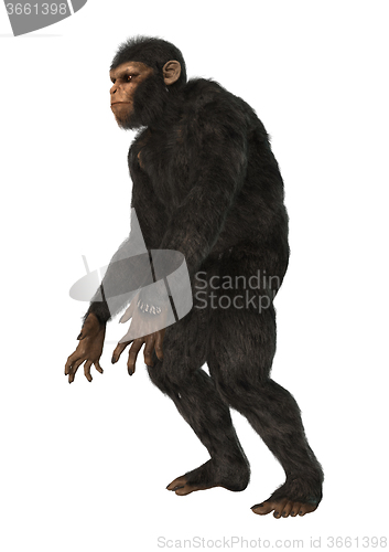 Image of Chimpanzee Monkey on White