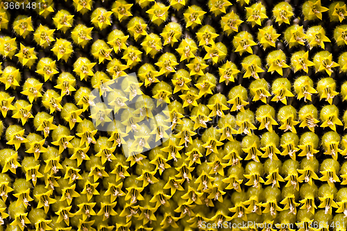 Image of sunflower seeds.  corolla