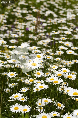 Image of white daisy  flowers.