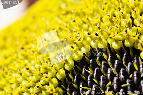 Image of flower sunflower  seeds