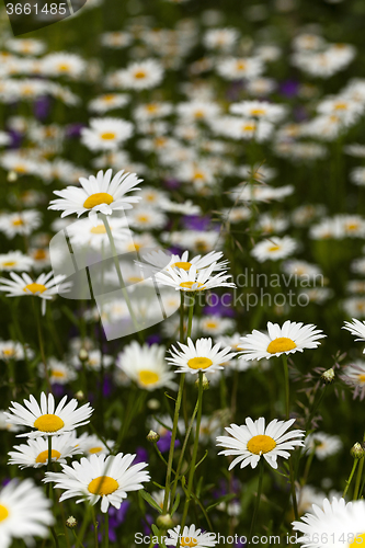 Image of white daisy  flowers.