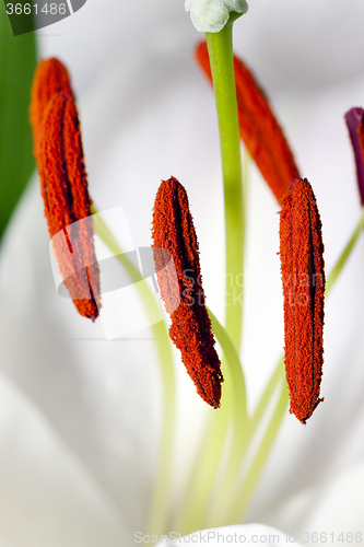 Image of lily close up  