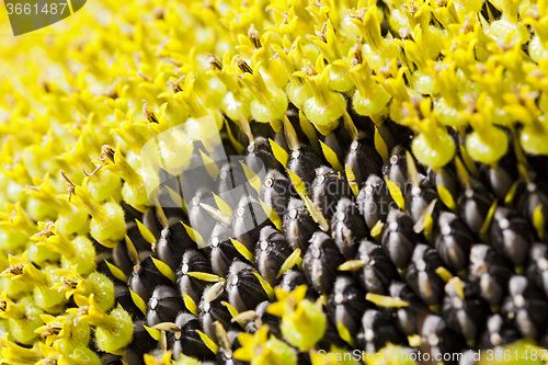 Image of flower sunflower  seeds