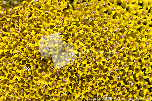 Image of sunflower seeds.  corolla