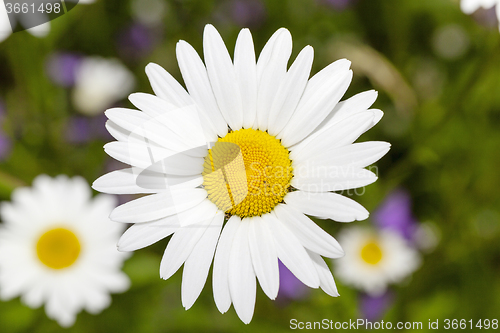 Image of  daisy   spring   season