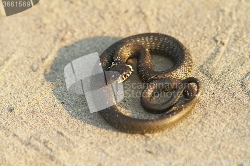 Image of grass snake on sand