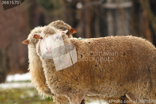 Image of white sheep