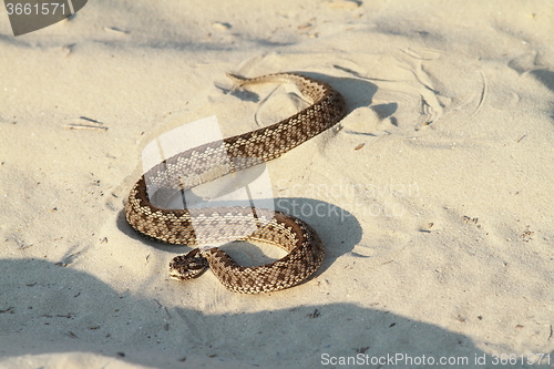 Image of moldavian meadow viper on sand