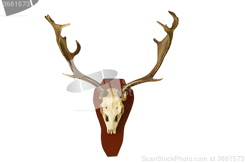 Image of fallow deer hunting trophy isolated on white