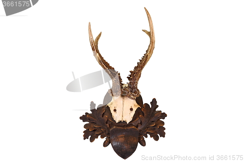 Image of isolated roe deer hunting trophy