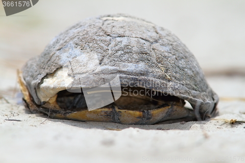 Image of dead turtle