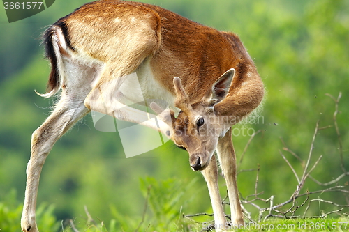 Image of fallow deer scratching because of flies and ticks