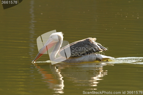 Image of juvenile colorful great pelican