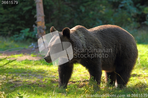 Image of wild brown bear in clearing