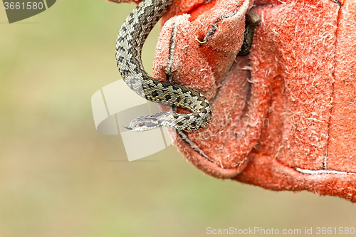 Image of venomous snake in hand with glove