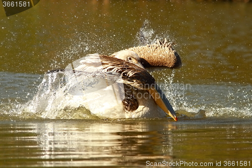 Image of young pelican playing on water