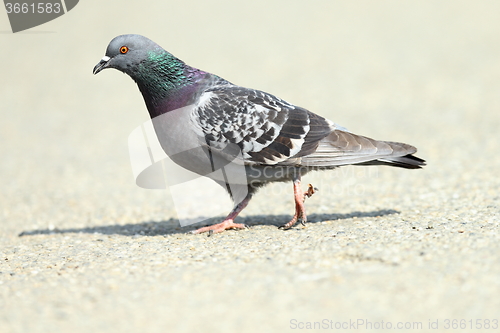 Image of feral pigeon on park alley