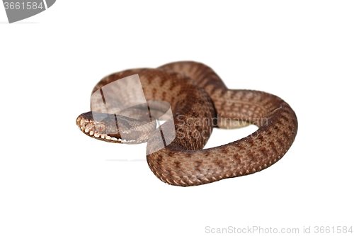 Image of full length on european common adder isolated on white