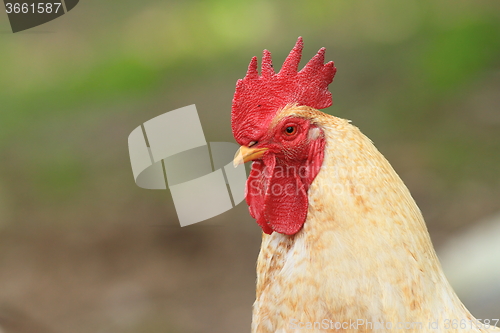 Image of portrait of a white rooster