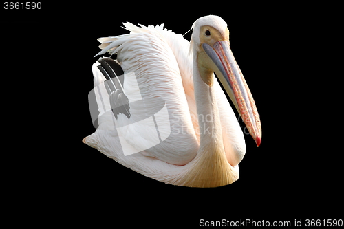 Image of isolated great pelican