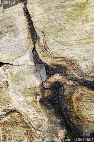 Image of natural design of annual rings on wood