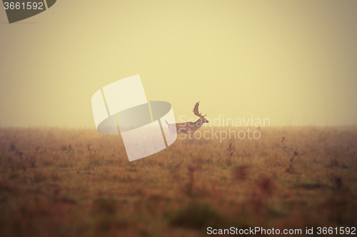 Image of fallow deer buck in misty morning