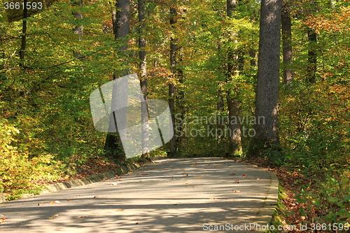 Image of pedestrian path through the forest