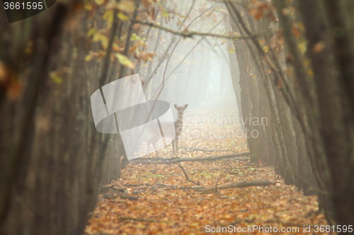 Image of fallow deer in misty forest