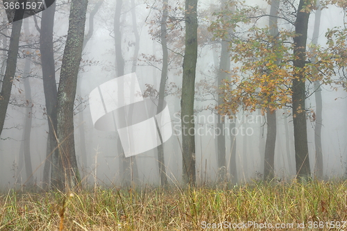 Image of trees in magic misty forest