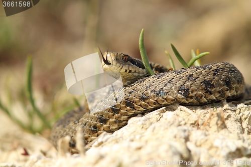 Image of the rarest snake from europe