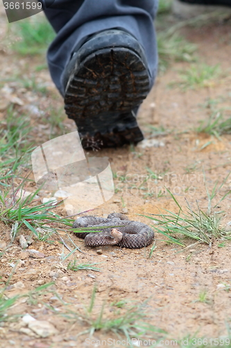 Image of tourist stepping on venomous european snake