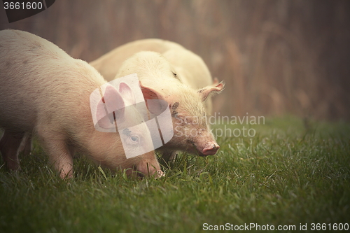Image of little pigs on meadow